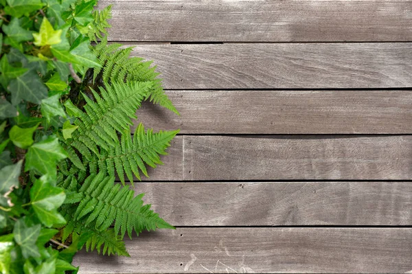 Holz und Pflanzen Hintergrund — Stockfoto