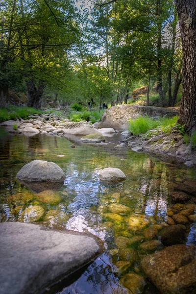 Лісовий струмок — стокове фото