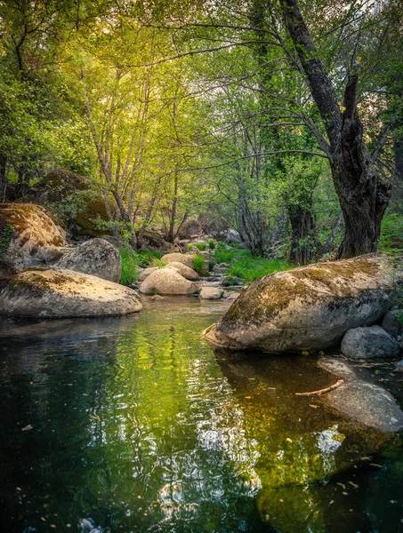 Лісовий струмок — стокове фото