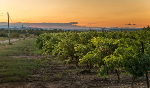 Vineyard at sunset, southern France — Stock Photo, Image