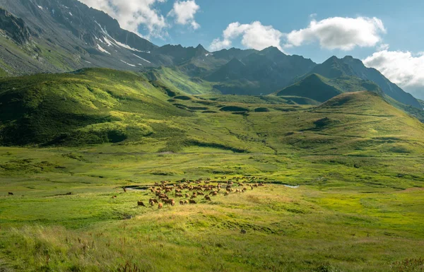 在阿尔卑斯山的牛羊群 — 图库照片
