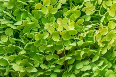 Taze yeşil yoncaya yakın çekim