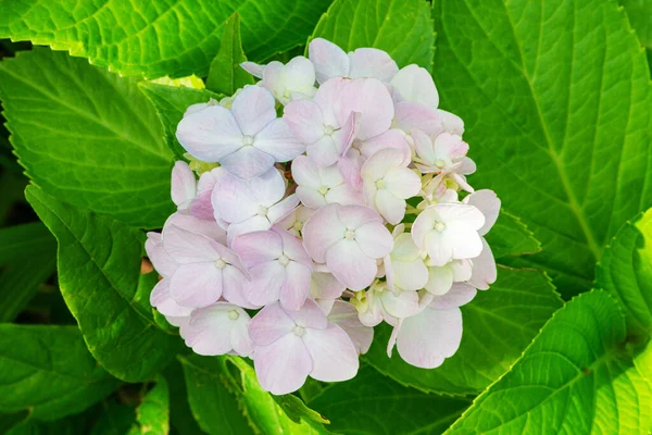 Close Schot Een Roze Hortensia — Stockfoto