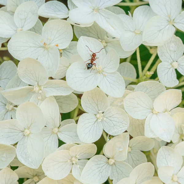 Een Rode Mier Een Witte Hortensia Bloem — Stockfoto