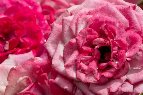 Közelkép Rózsaszín Rózsákról Teljes Virágban — Stock Fotó