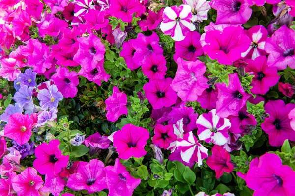 Rosa Lila Petunienstrauch Voller Sommerblüte — Stockfoto
