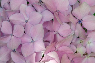 Pembe bir hortensi yakın çekim 