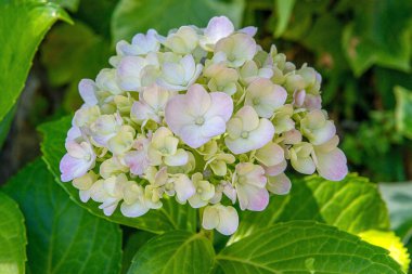 Beyaz hortensiya 'ya yakın çekim 