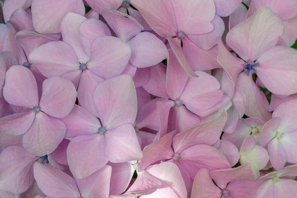 Närbild Skott Rosa Hortensia — Stockfoto