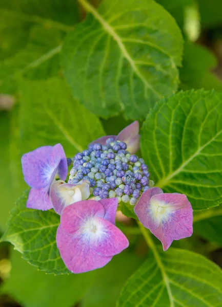 Close Schot Een Roze Hortensia Bloeien — Stockfoto