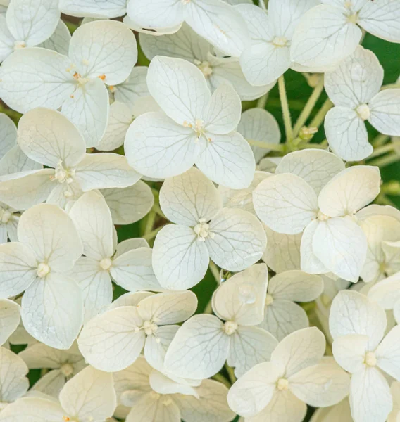 Close Schot Een Witte Hortensia — Stockfoto