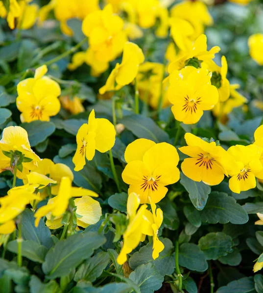 Gele Panty Bloemen Een Tuin — Stockfoto