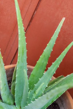 Aloe Vera fabrikası. Yakın çekim.