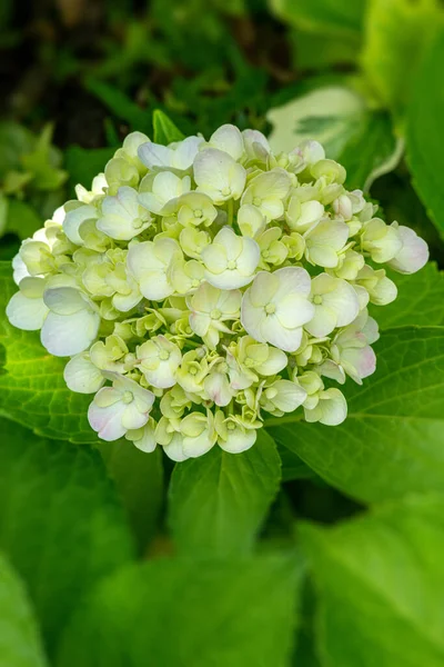 Witte Hortensia Plant Het Begin Van Zomer — Stockfoto