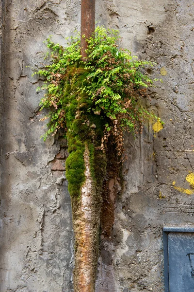 Rostiges Rohr Mit Moos Und Pflanzen Darauf — Stockfoto