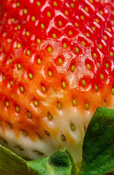 Macro Shot Strawberry Focusing Texture — Stock Photo, Image