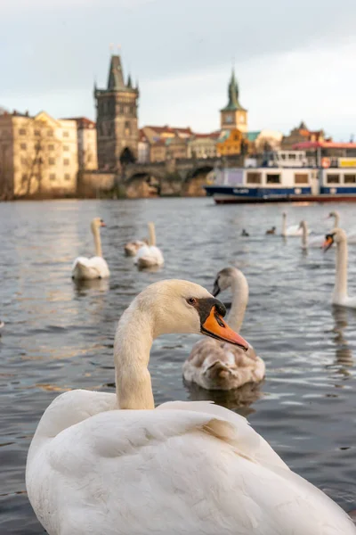 Zbliżenie Łabędzia Pływającego Nad Wełtawą Panoramą Pragi Tle — Zdjęcie stockowe