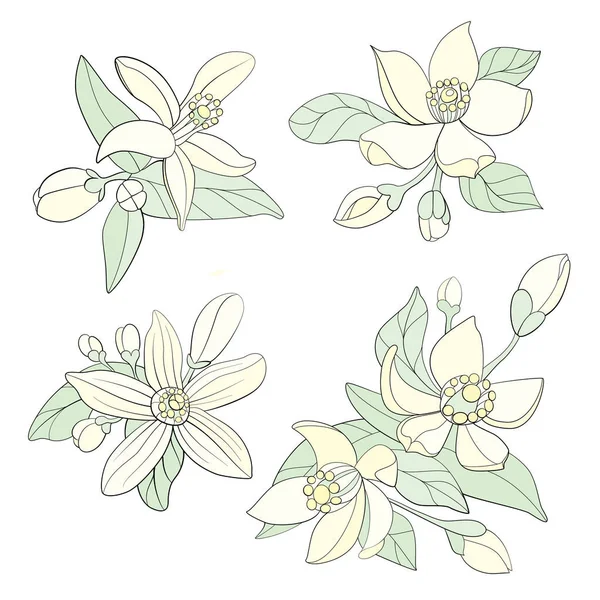 Des Fleurs Oranger Illustration Vectorielle — Image vectorielle