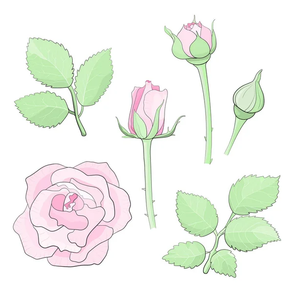 Set Different Pink Roses — Stock Vector