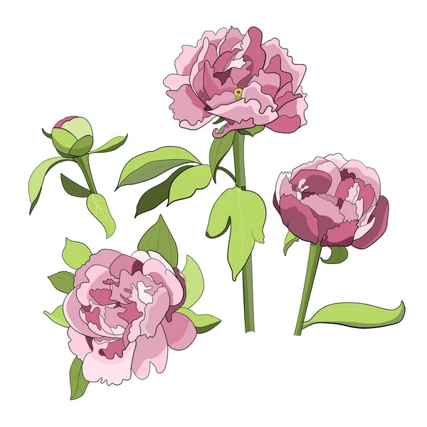 Pfingstrose Set Von Verschiedenen Blumen Vektorgrafik — Stockvektor