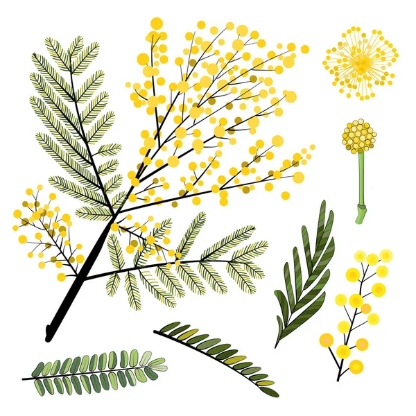 Mimosa — Image vectorielle