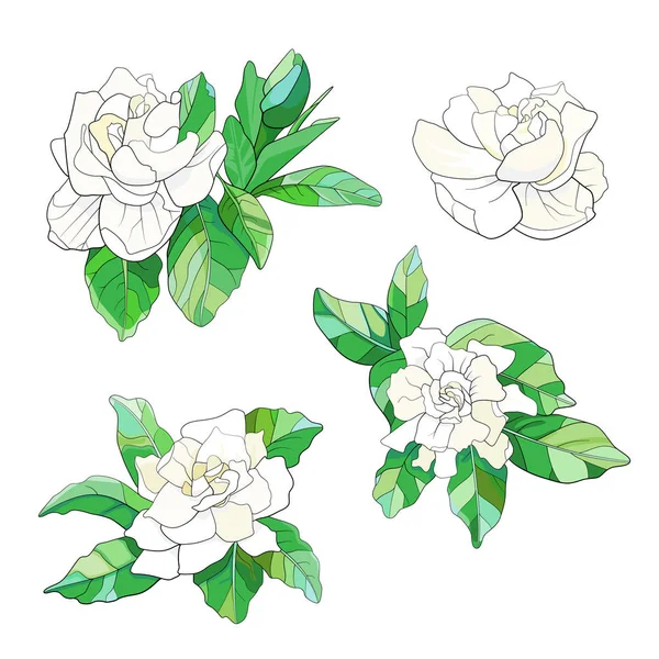Gardenia — Archivo Imágenes Vectoriales