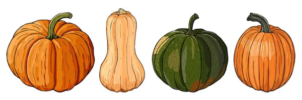 Raccolta Zucche Set Zucche Diverse Isolate Sfondo Bianco Illustrazione Vettoriale — Vettoriale Stock