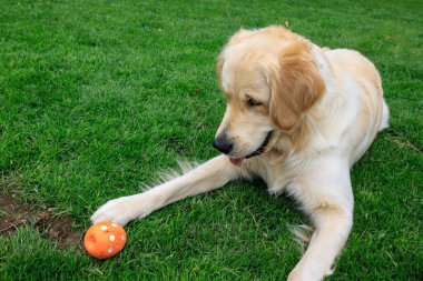 Golden Retriever bahçede çalış