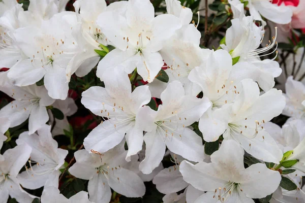 flowery white azalea - spring