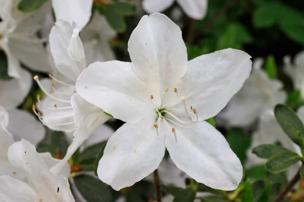 Azalea Blanca Florida Primavera — Foto de Stock