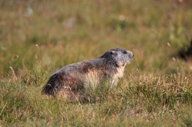 Alp dağ sıçanı Gran Paradiso Milli Parkı