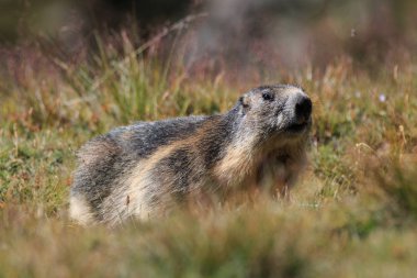 Alp dağ sıçanı Gran Paradiso Milli Parkı