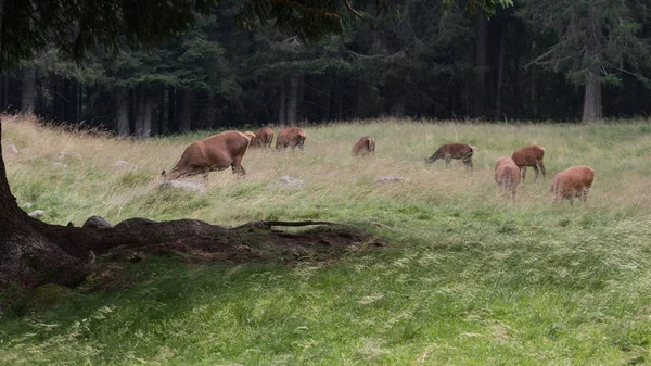 Ελάφι Trentino Alto Adige — Φωτογραφία Αρχείου