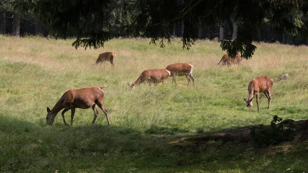 Ciervos Trentino Alto Adigio — Foto de Stock