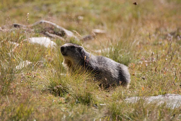 Alpine Marmot Gran Paradiso National Park — Stock Photo, Image