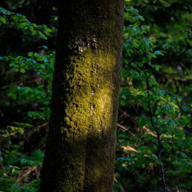 ray of light on a tree trunk