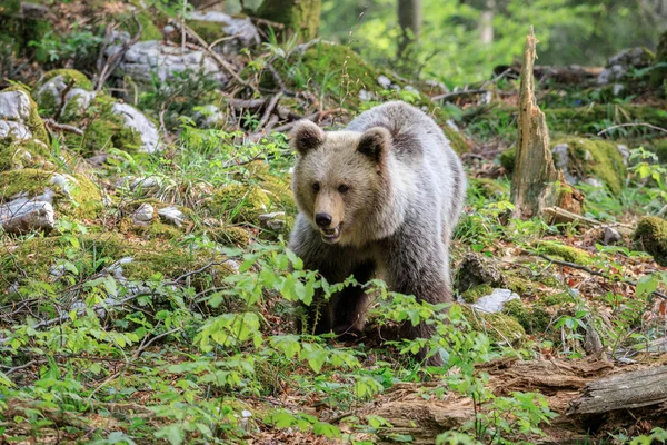 Medvěd Hnědý Vyfocený Lese Slovinska — Stock fotografie