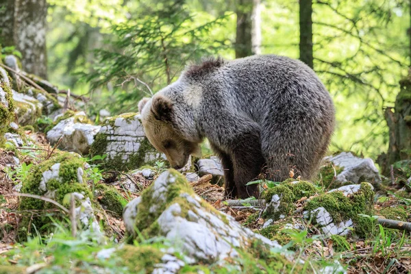 Niedźwiedź Brunatny Fotografowany Lesie Słowenii — Zdjęcie stockowe