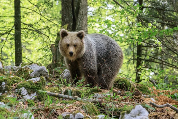 Barna Medve Fényképezett Erdőben Szlovénia — Stock Fotó