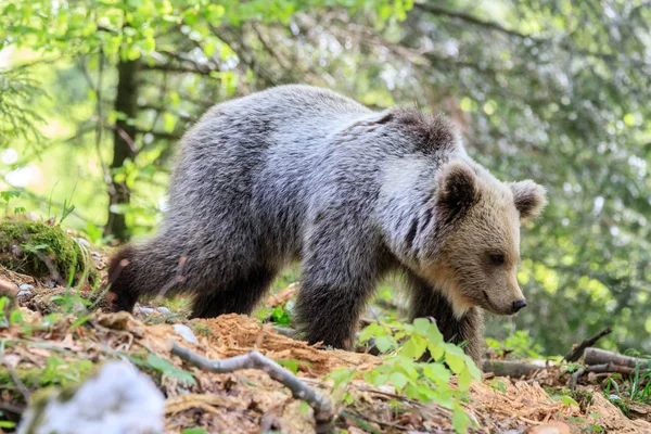 Niedźwiedź Brunatny Fotografowany Lesie Słowenii — Zdjęcie stockowe