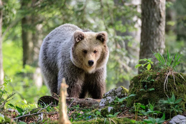 Бурый Медведь Сфотографирован Лесу Словении — стоковое фото