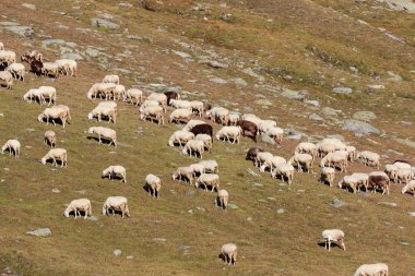 yüksek dağlarda koyun sürüsü