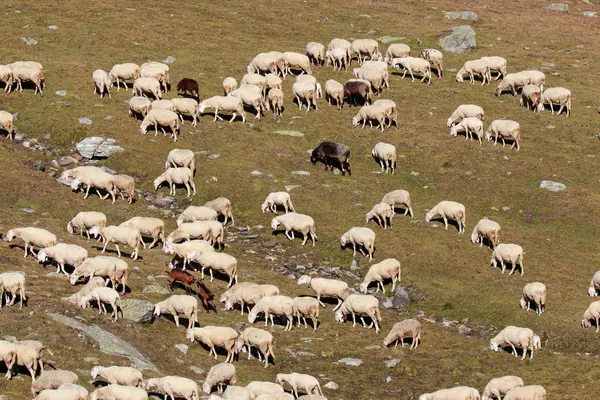 Gregge Pecore Alta Montagna — Foto Stock