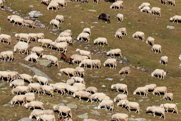 Gregge Pecore Alta Montagna — Foto Stock