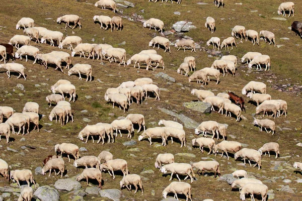 高山上的羊群 — 图库照片