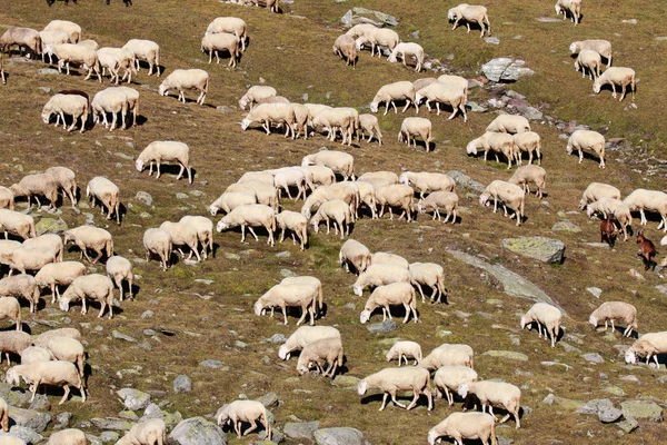 Kudde Schapen Hoge Bergen — Stockfoto