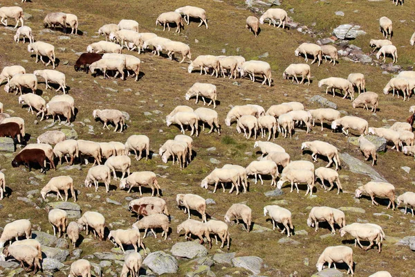 高山で羊の群れ — ストック写真