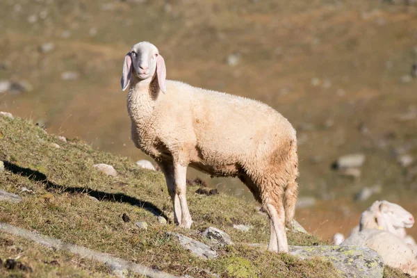 在山上放牧的羊 — 图库照片