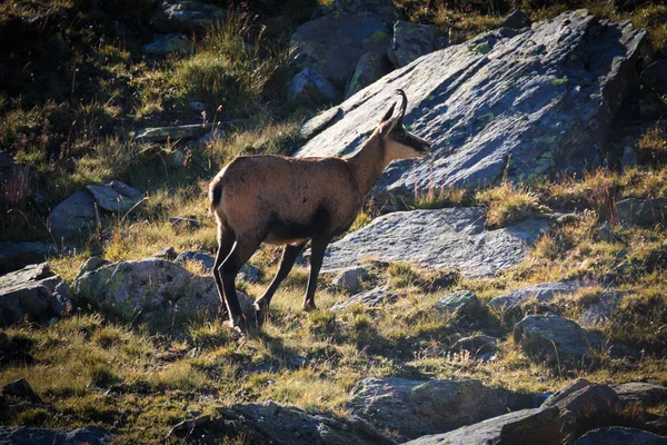 Chamois Rupicapra Rupicapra Haute Valnontey Dans Parc National Gran Paradiso — Photo