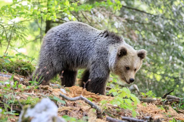 Niedźwiedź Brunatny Ursus Arctos Lesie Słowenii — Zdjęcie stockowe